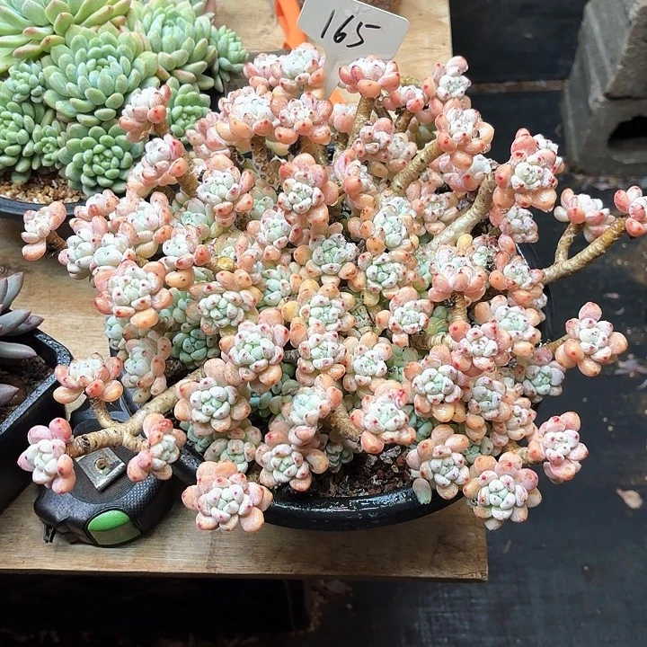 多肉植物，罗骑165号