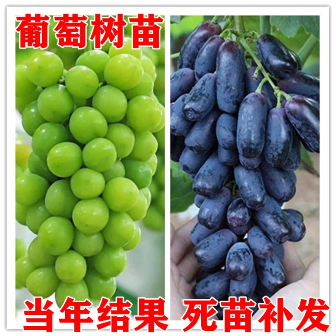 葡萄树苗阳光玫瑰蓝宝石南方北方种植嫁接庭院爬藤种植