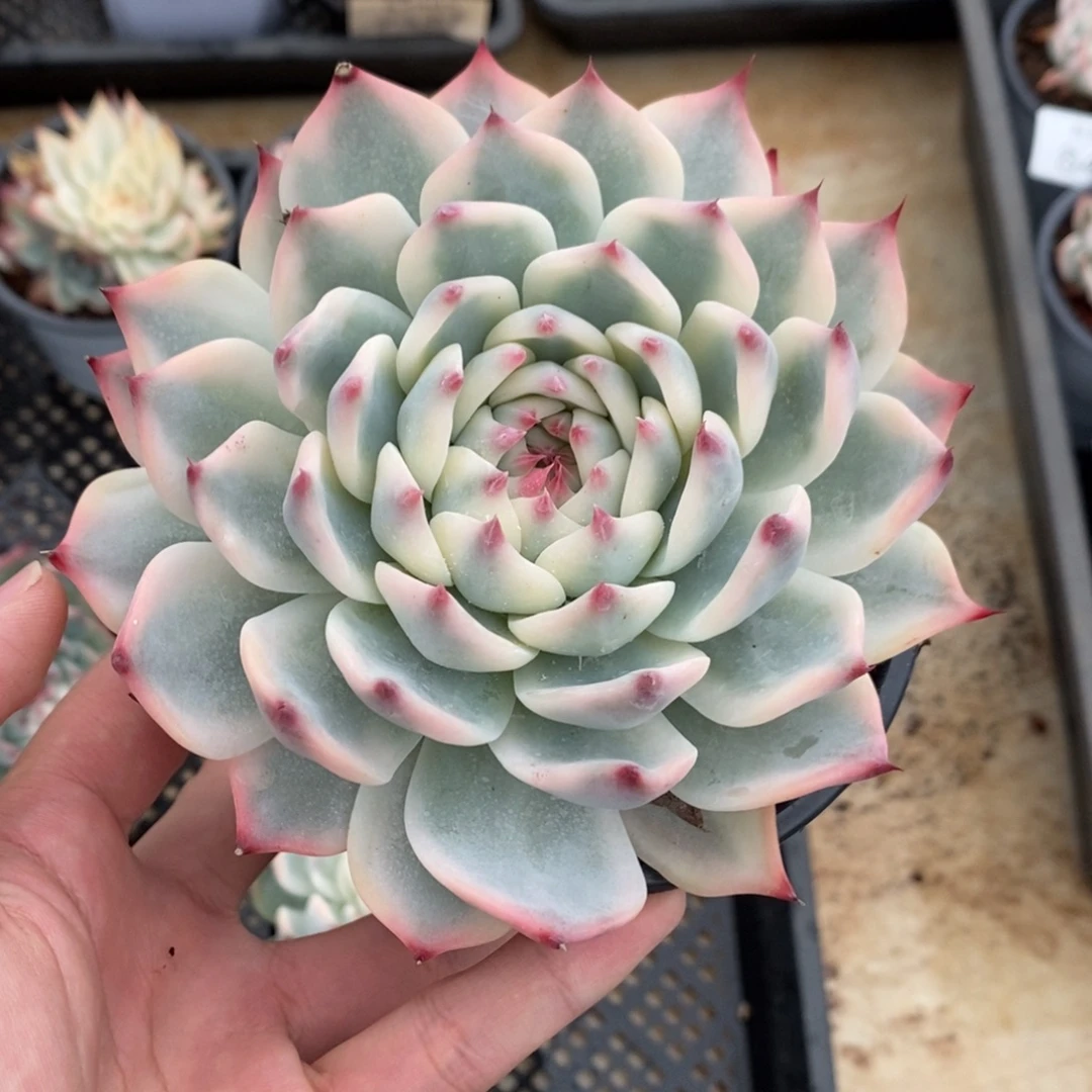 吉娃娃锦多肉植物8482