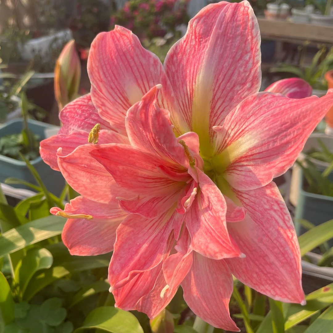 【包对版】桃花酿 自育朱顶红种球裸根