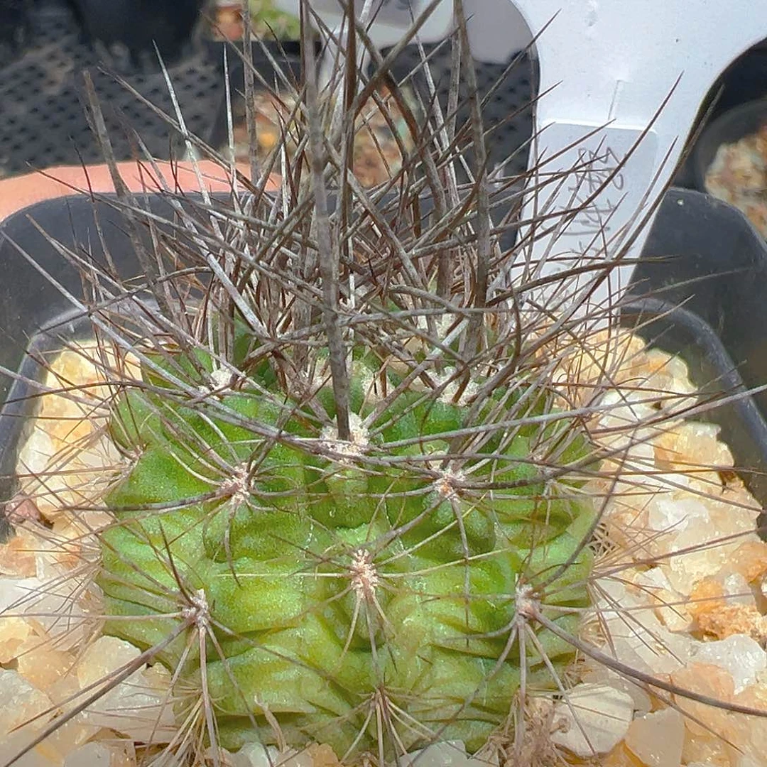 7802强刺智利裸根发