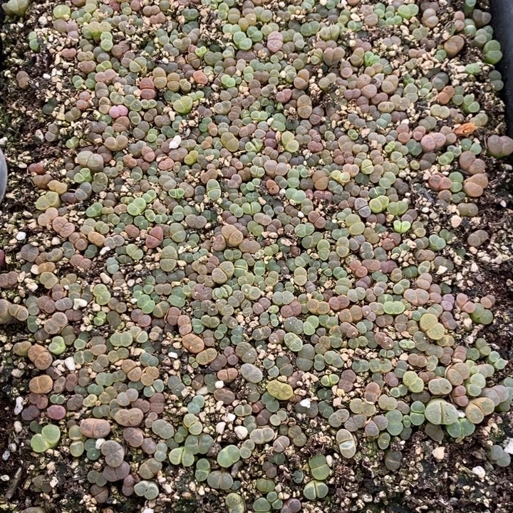 16324。  两颗彩色混播风铃。