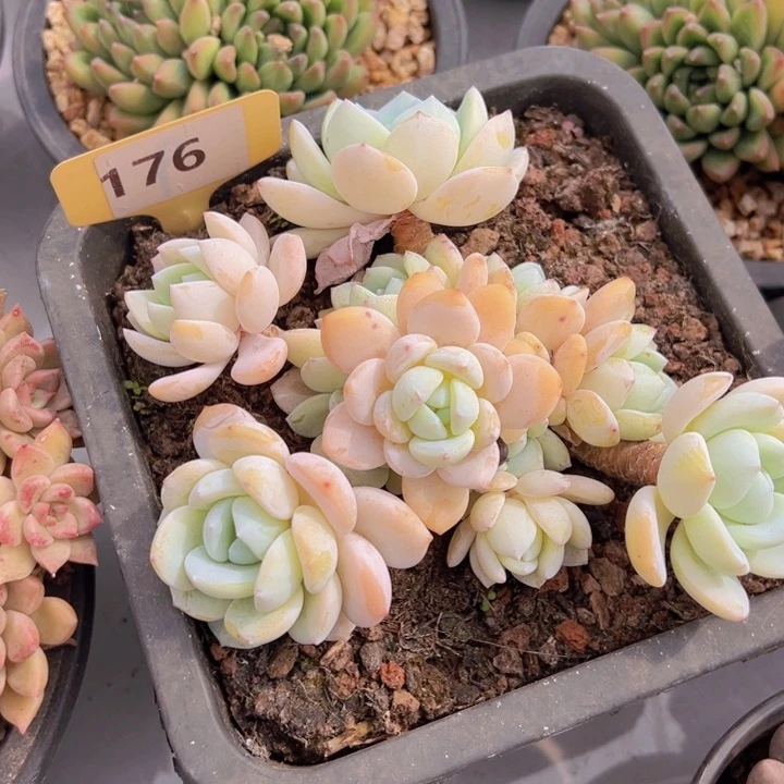 健健康康平平安安