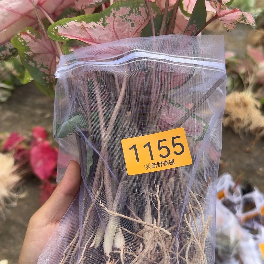 小****完全开放1155卡罗琳裸球不售后
