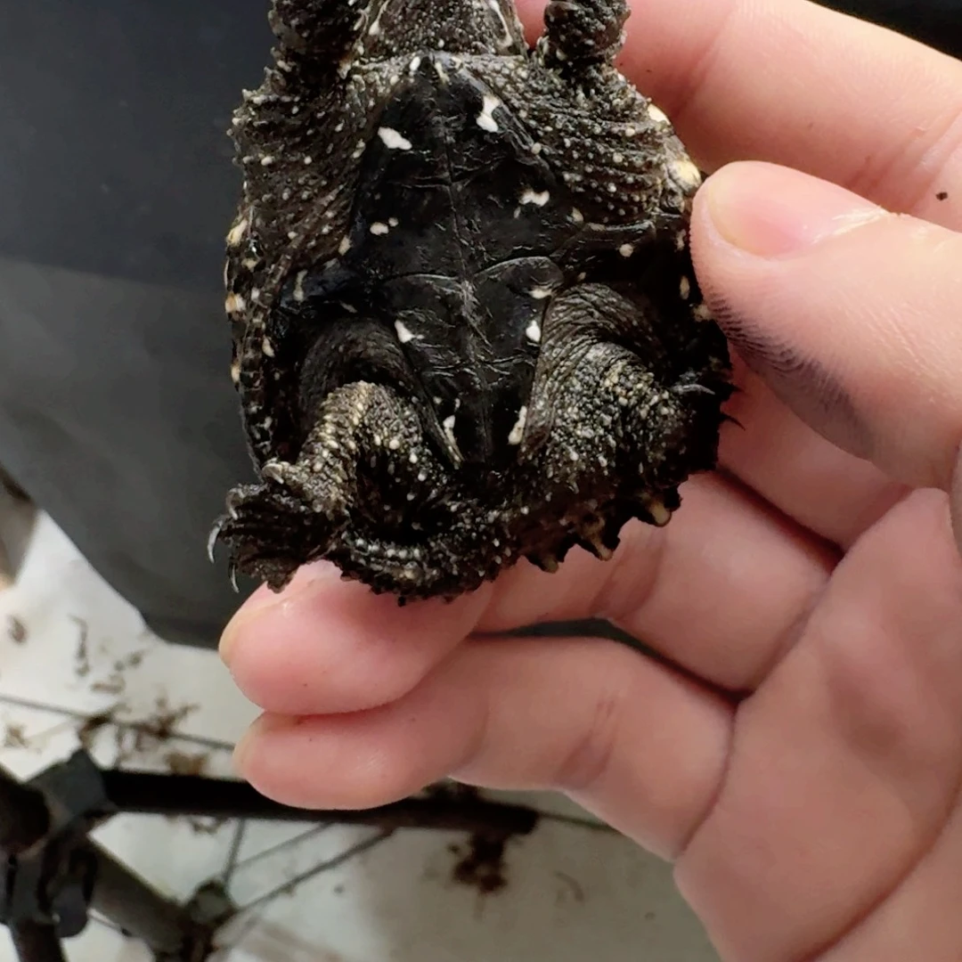 不分公母小鳄龟111