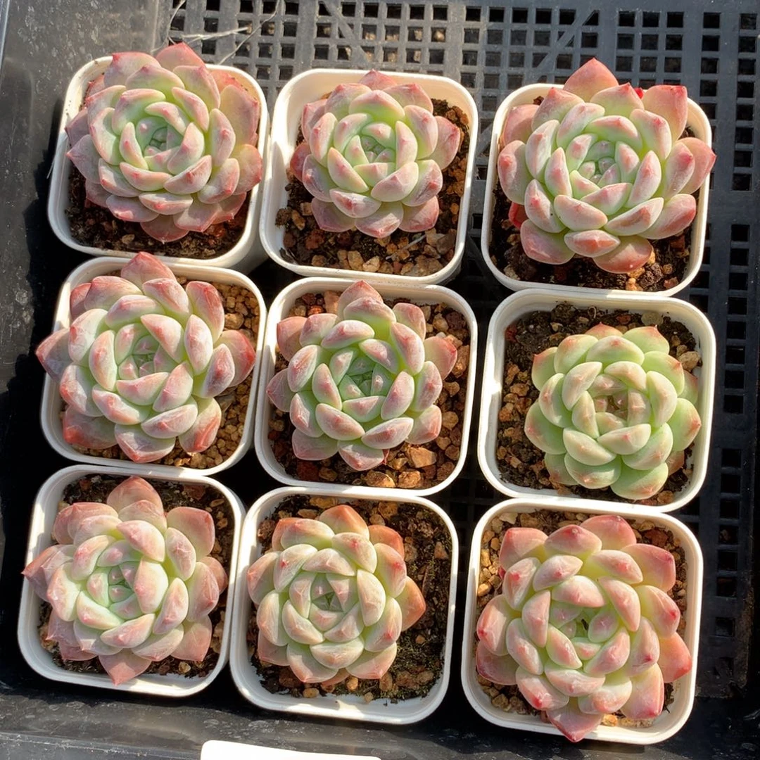 11117-36 套餐一组