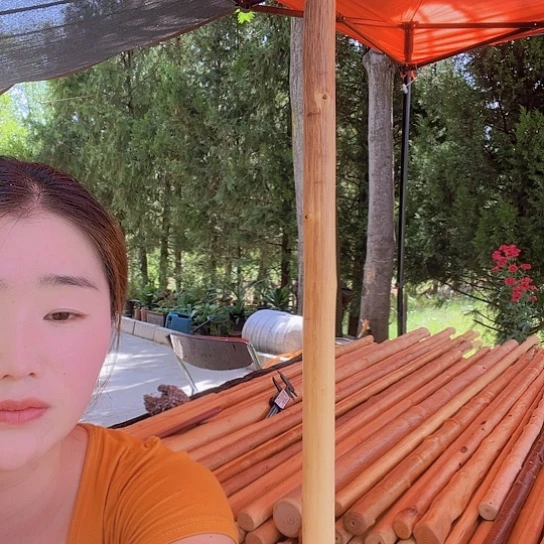 黄金柘木一米四长