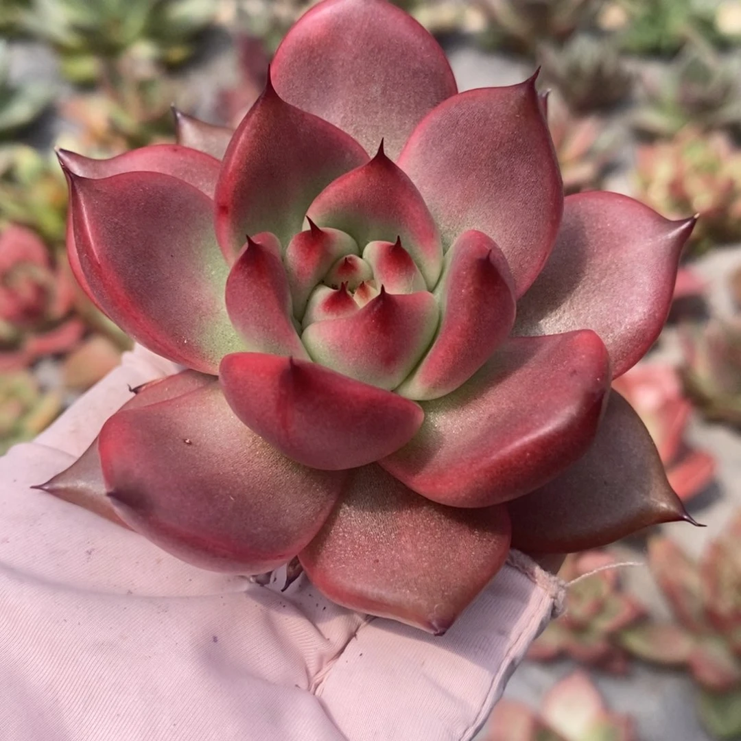 无花朵红色系多肉植物