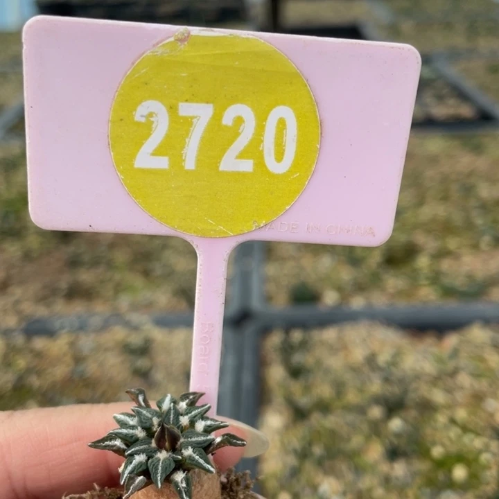 实生黑牡丹2720-0000