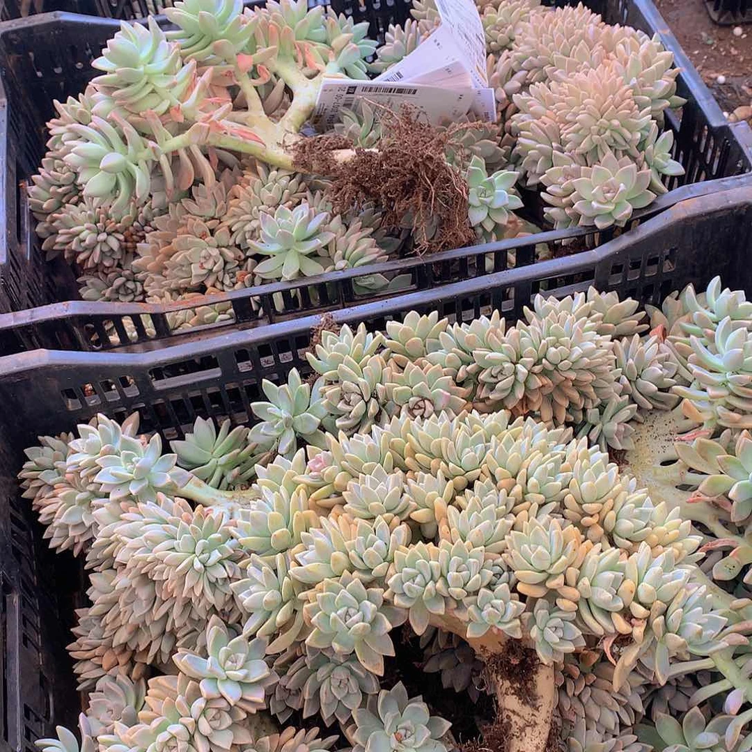 淡雪朵朵缀20多肉植物