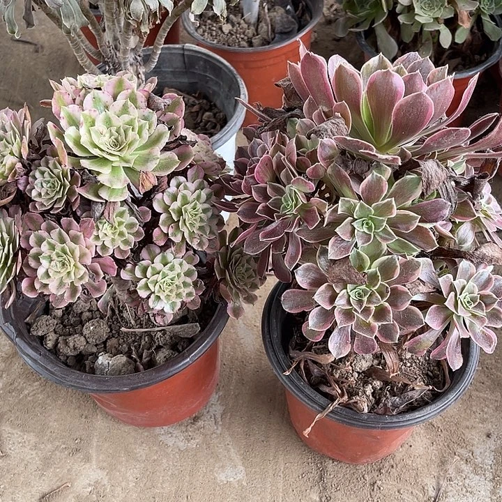2棵玫瑰吗玫瑰玫瑰玫