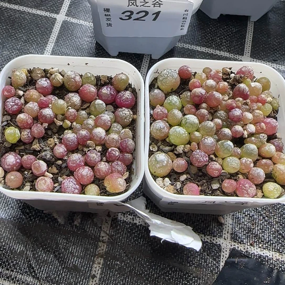 292小灯泡2盆带盆土