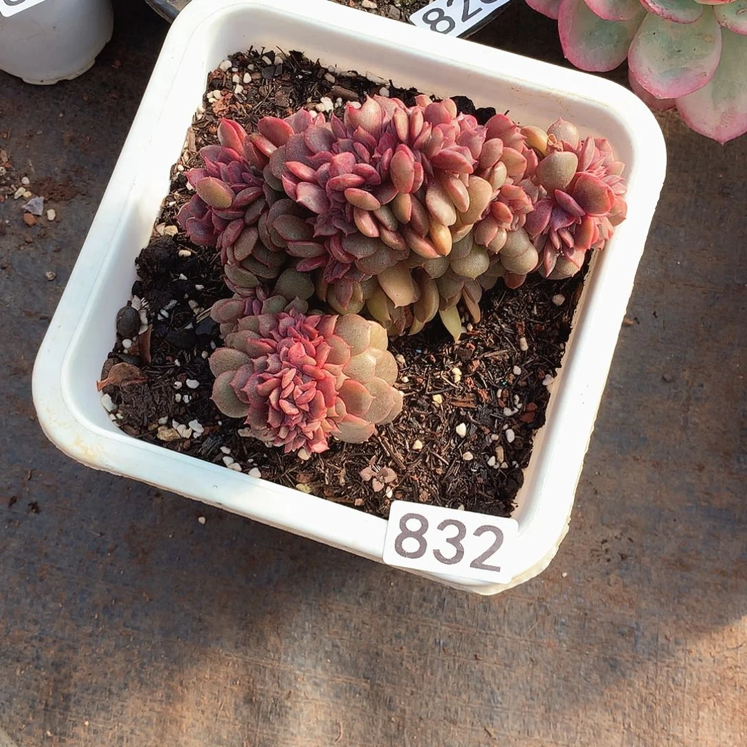 832大红袍 一物一拍多肉