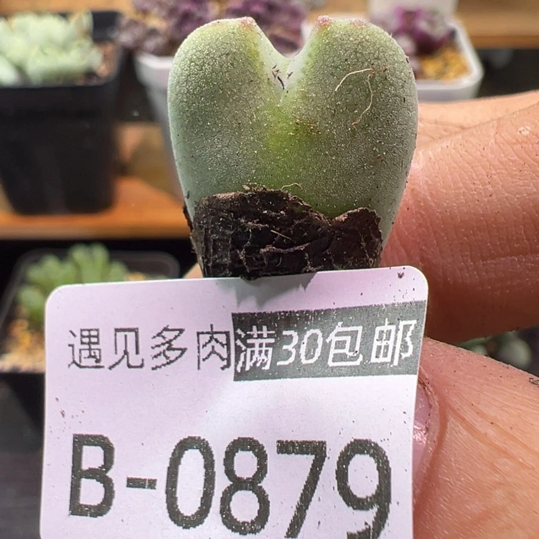 多肉植物111111111111