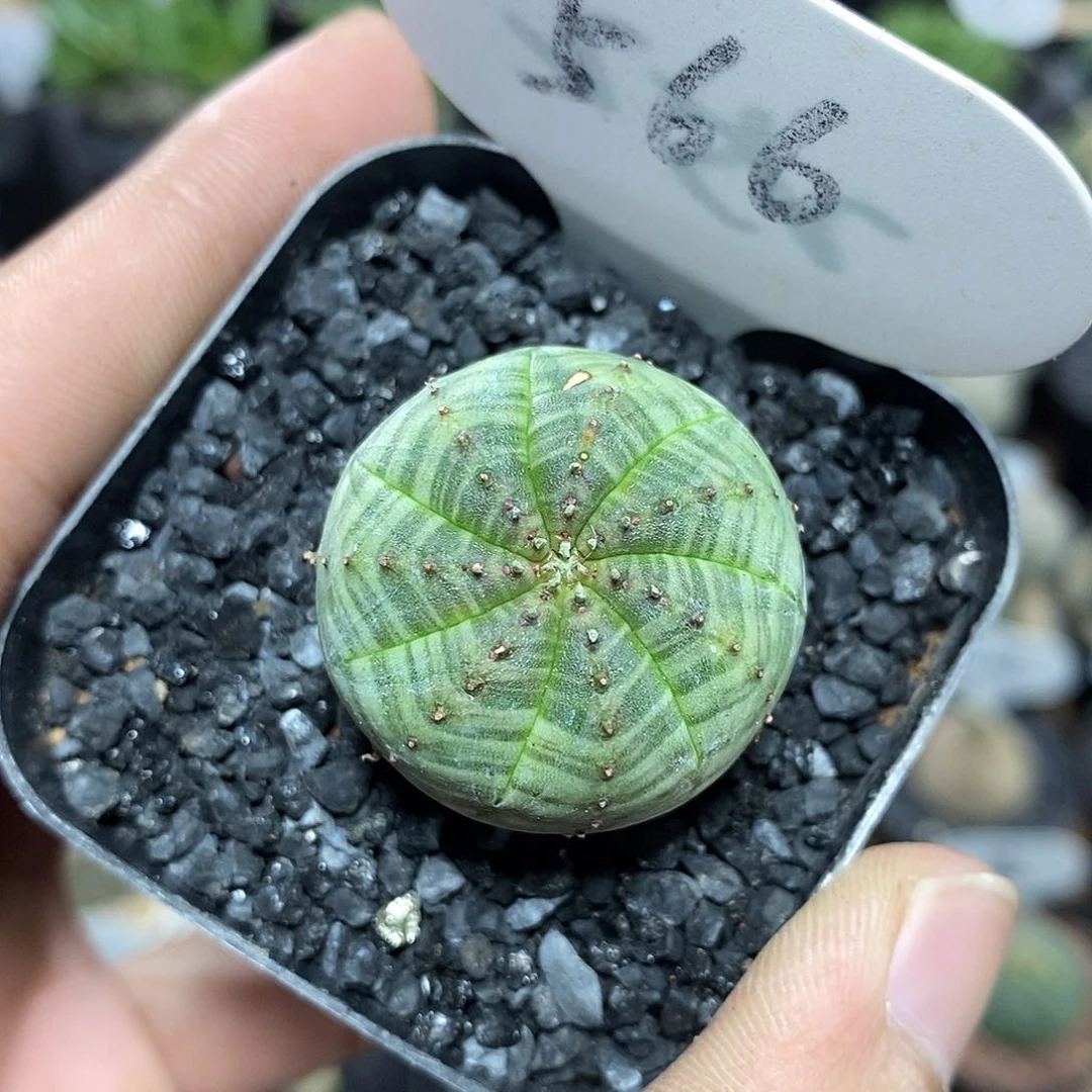 欧系布纹球566号3cm