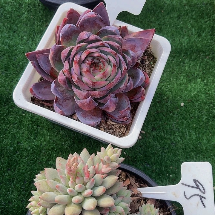 执****丽娟花卉惊鸿单头