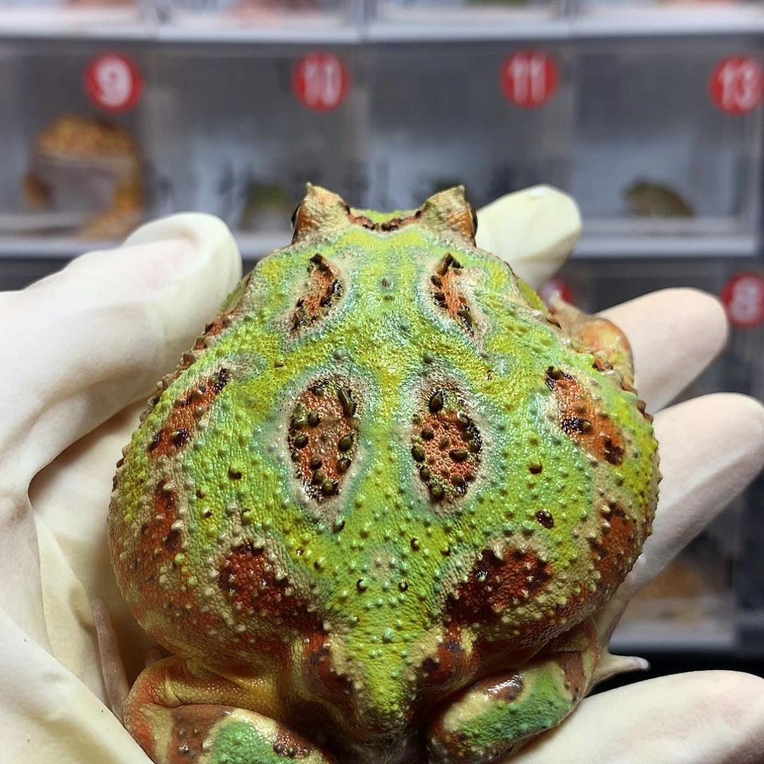 角蛙2794 红纹绿角