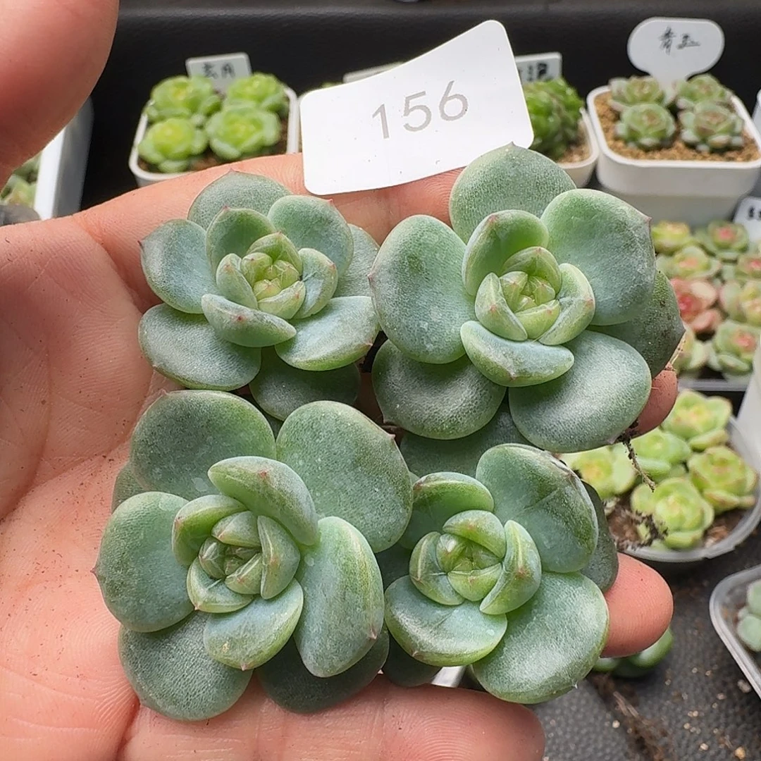 一物一拍一物一拍918-156