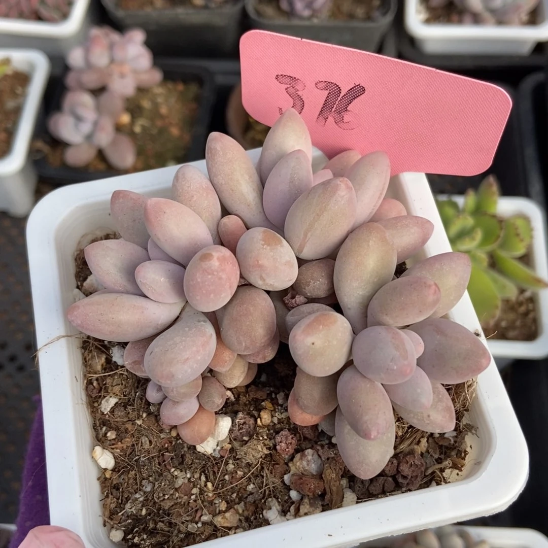 376粉色恋人多肉植物