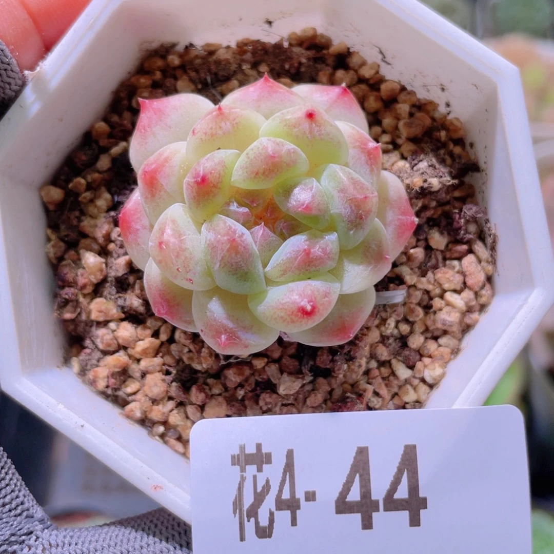 花利美4-44秘境冰魄