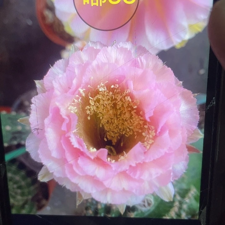 嘟38号秀蒲嫁接2.5公分以上福利