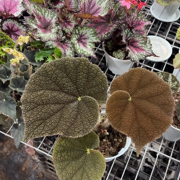 完全开放巧克力大河