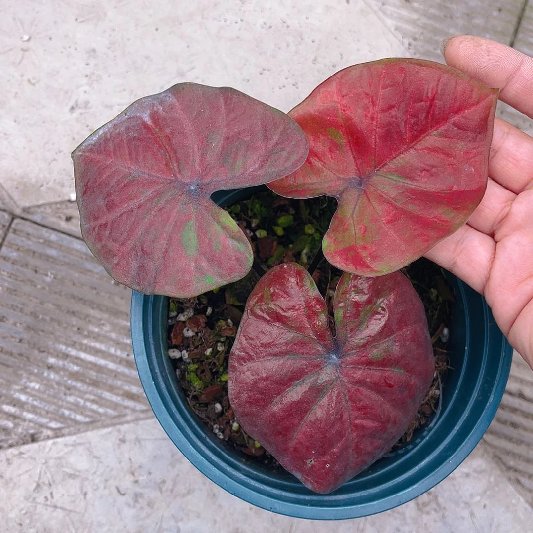 完全开放泰彩一物一拍1038