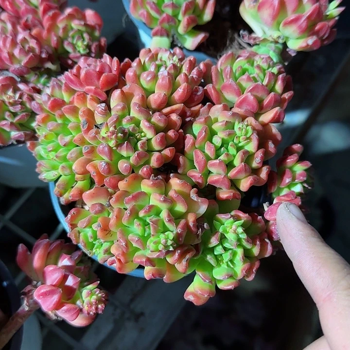 红灯笼多肉植物精品