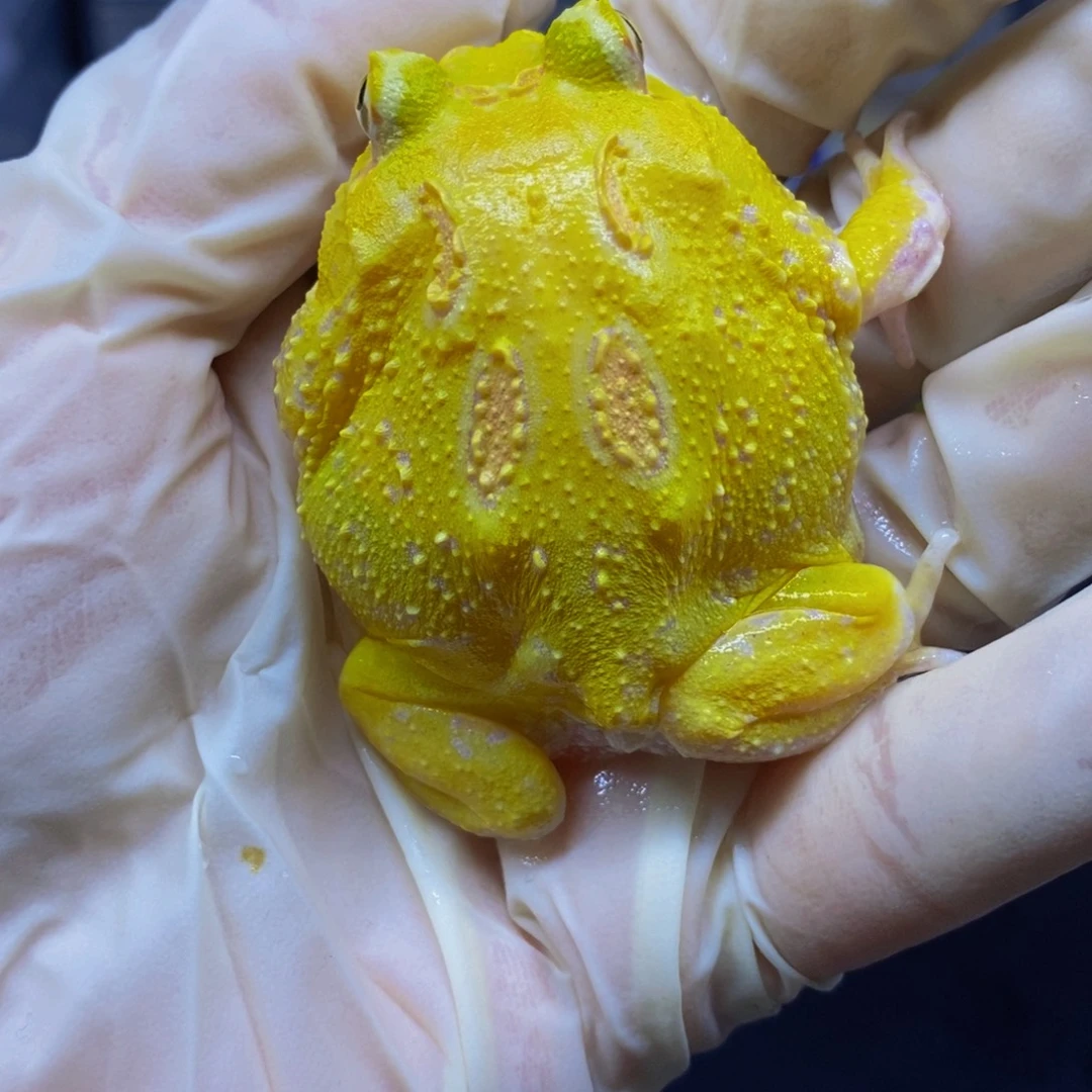 角蛙角蛙闪购专属链接