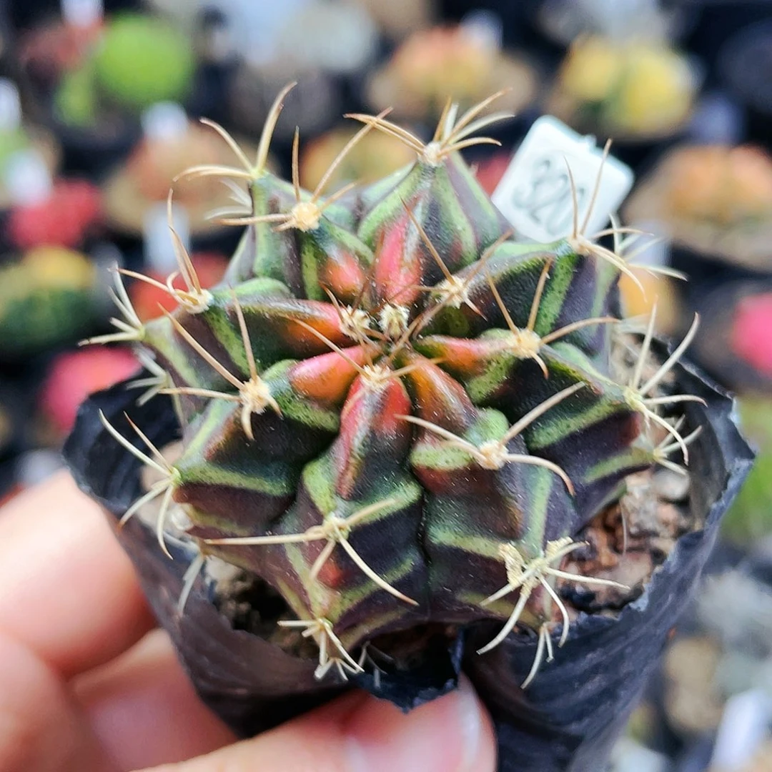 非偏远地区满25裸根发货仙人球