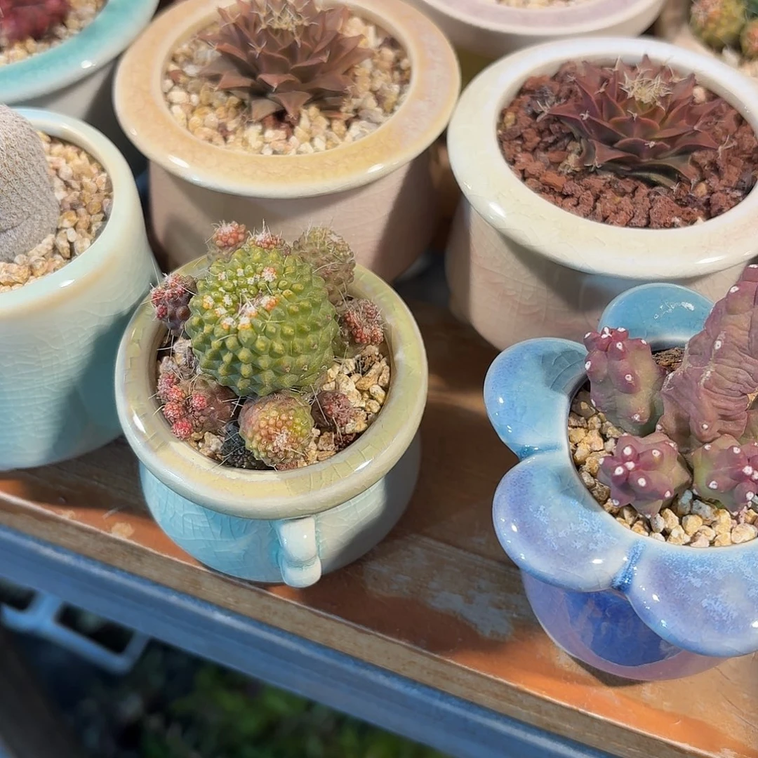 白珠仙人球带盆发货颜色随机