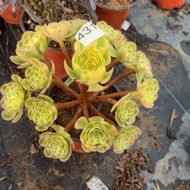 玉姿多肉植物不包损431