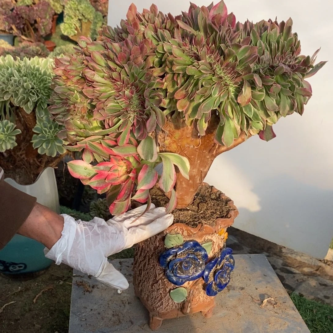 不开花植物1639号女神缀化1颗