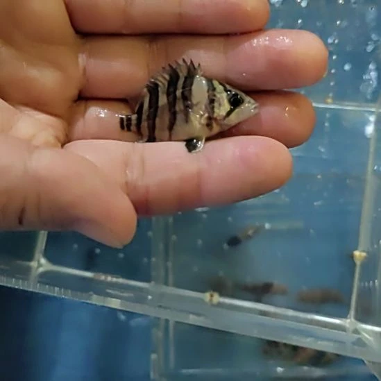 海水鱼苏门答腊虎鱼
