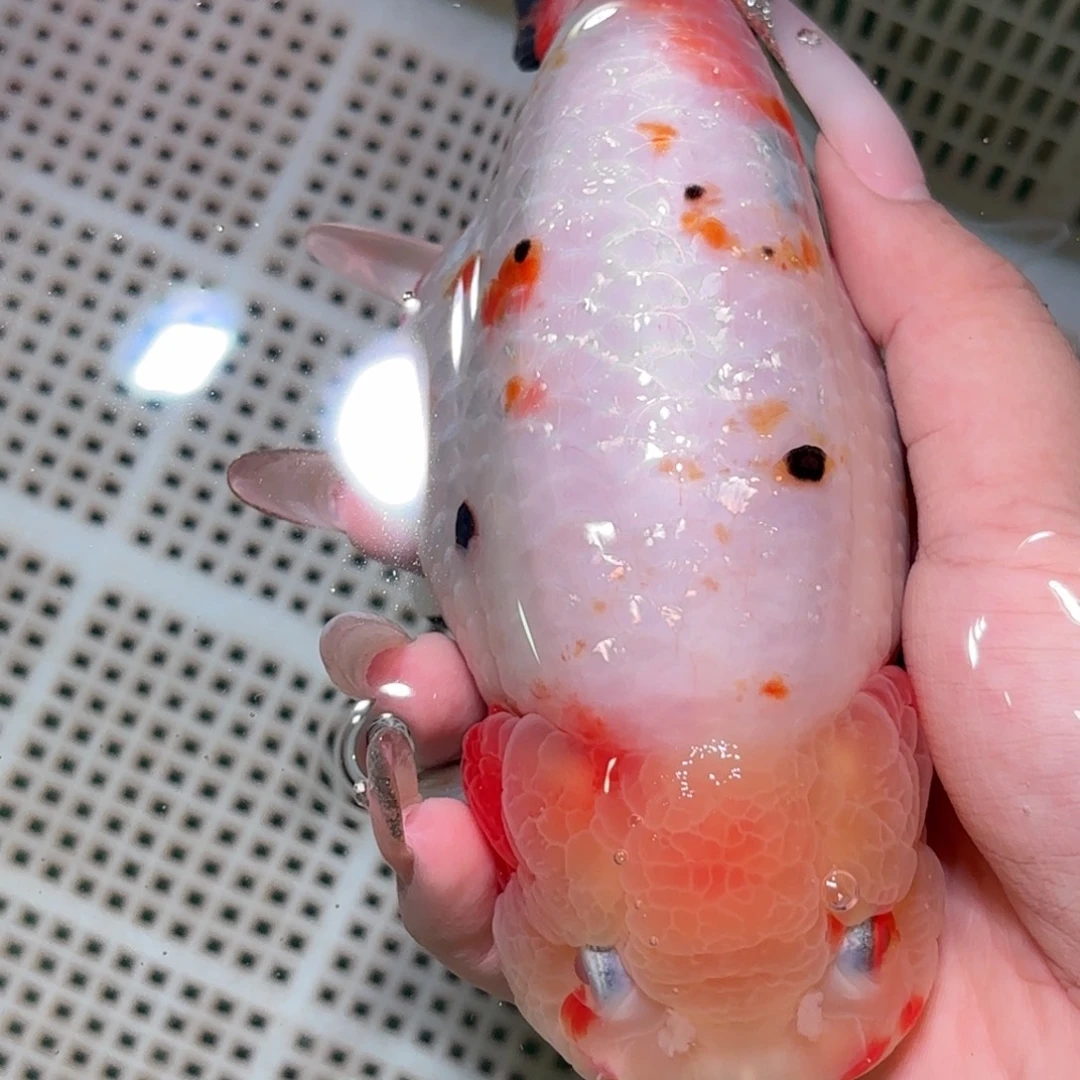 饭***饭金鱼拍包装包邮，不拍包装运费到付