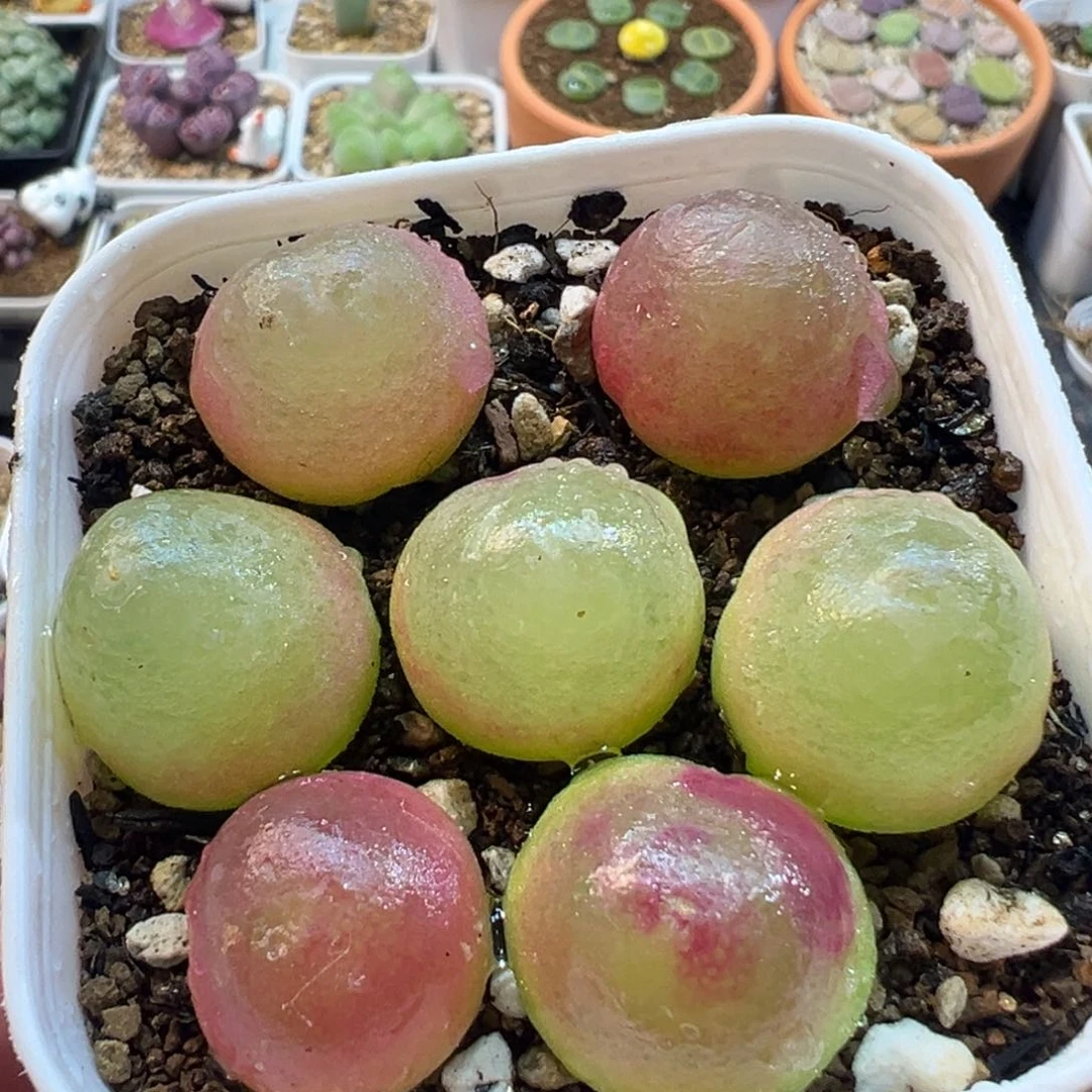 7棵母本灯泡多肉植物1