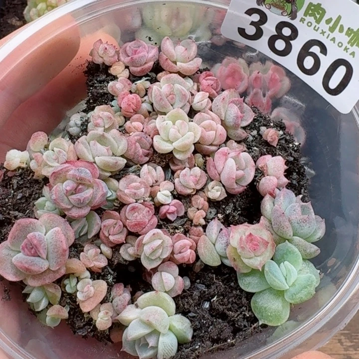 多肉植物多肉植物