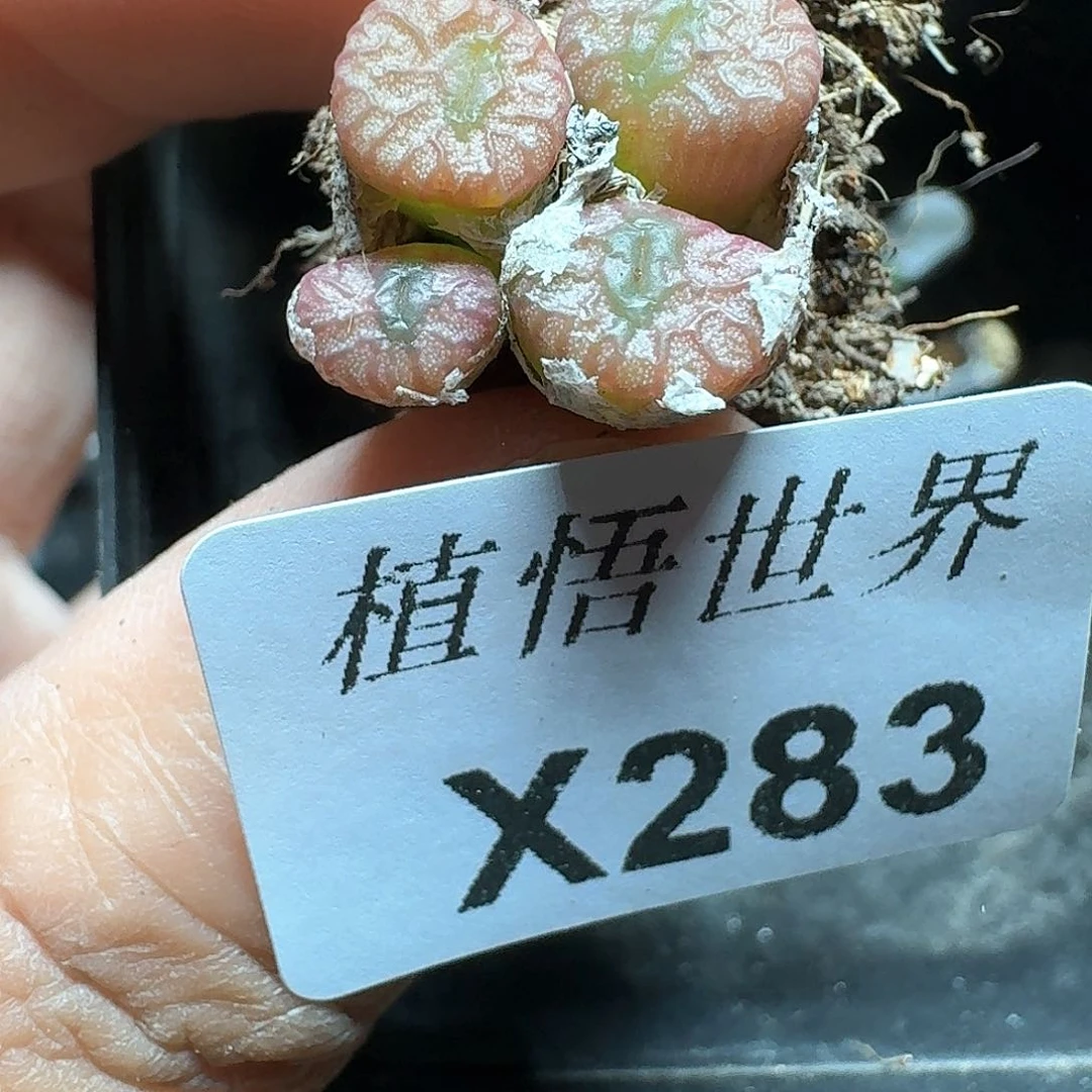 283盒多肉植物哇f g g