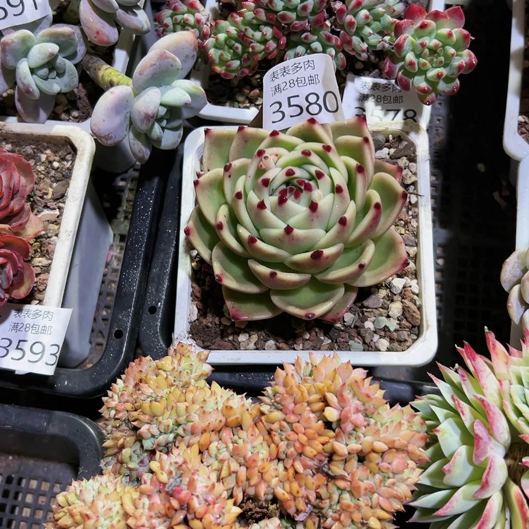 9号嫣**笑我们的确是一3580