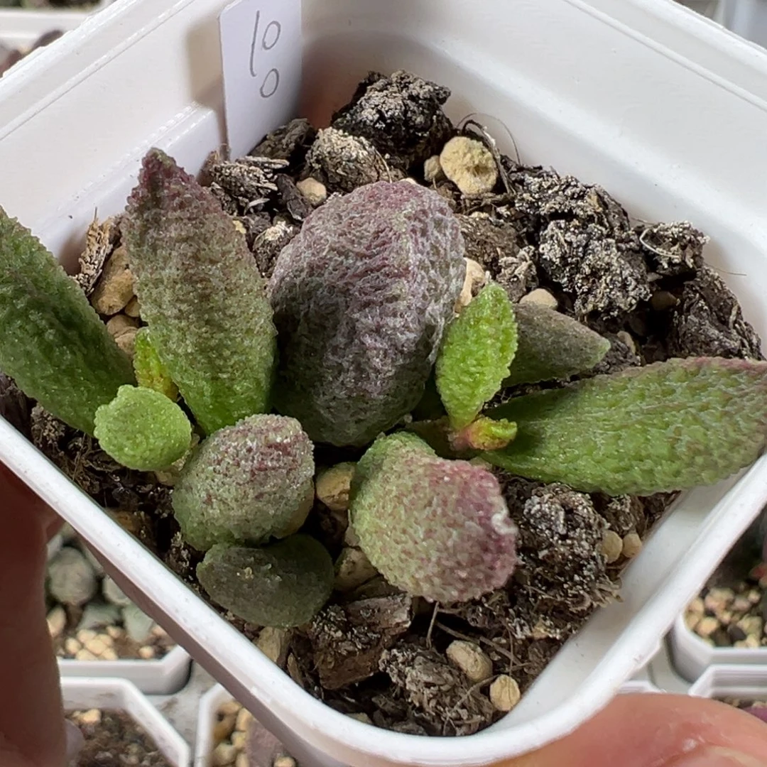 w颗粒款实生新品多肉植物