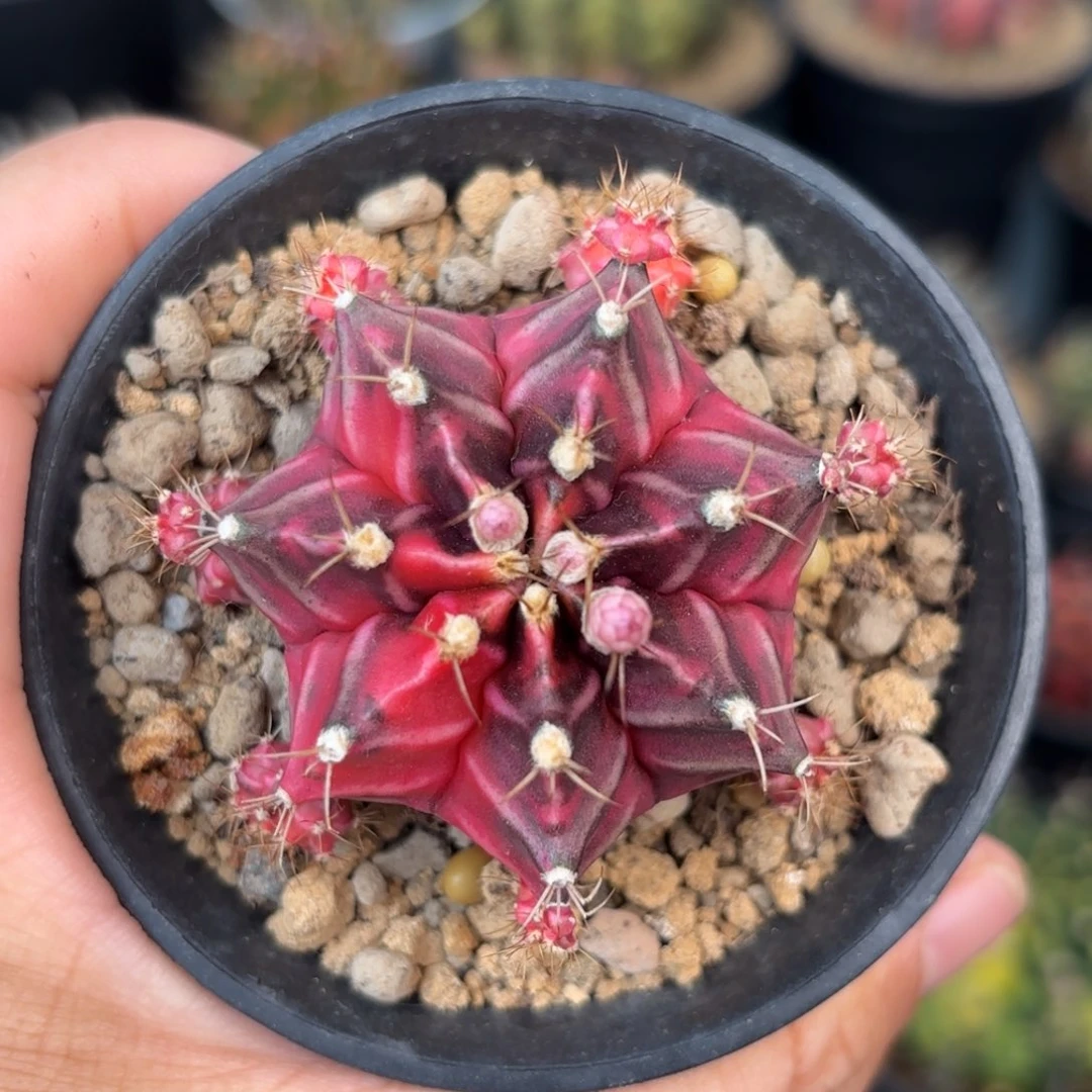 泰系米哈仙人球219