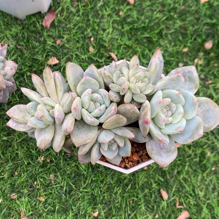 多肉植物叶插星影朵朵