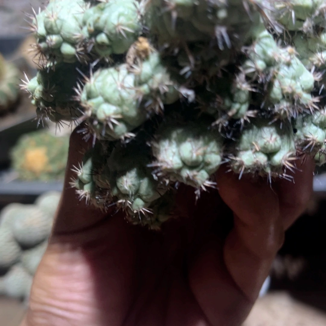 帝王丸子仙人球苗接落地