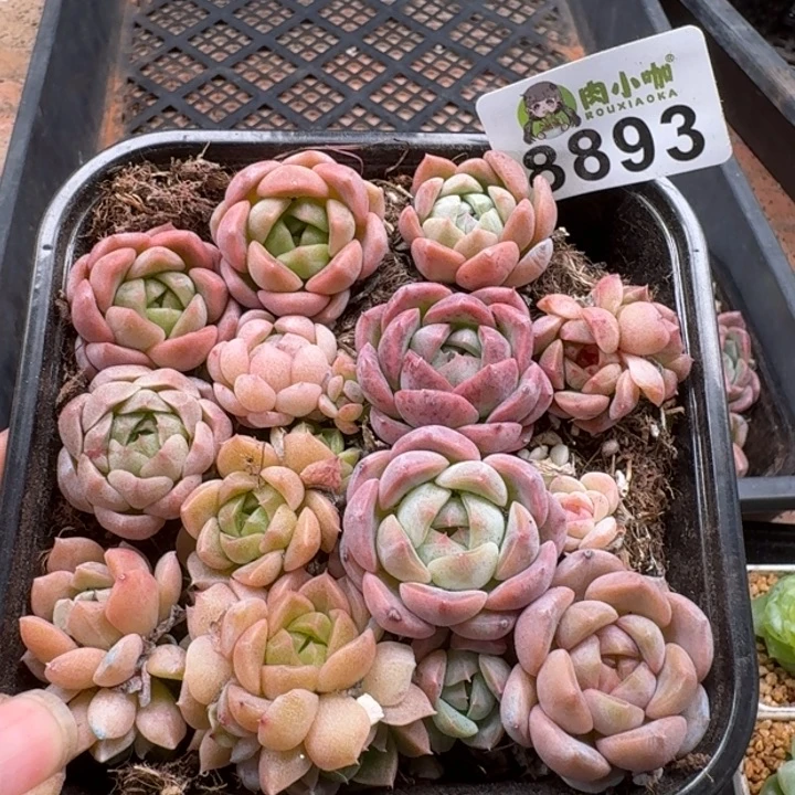 多肉植物多肉植物