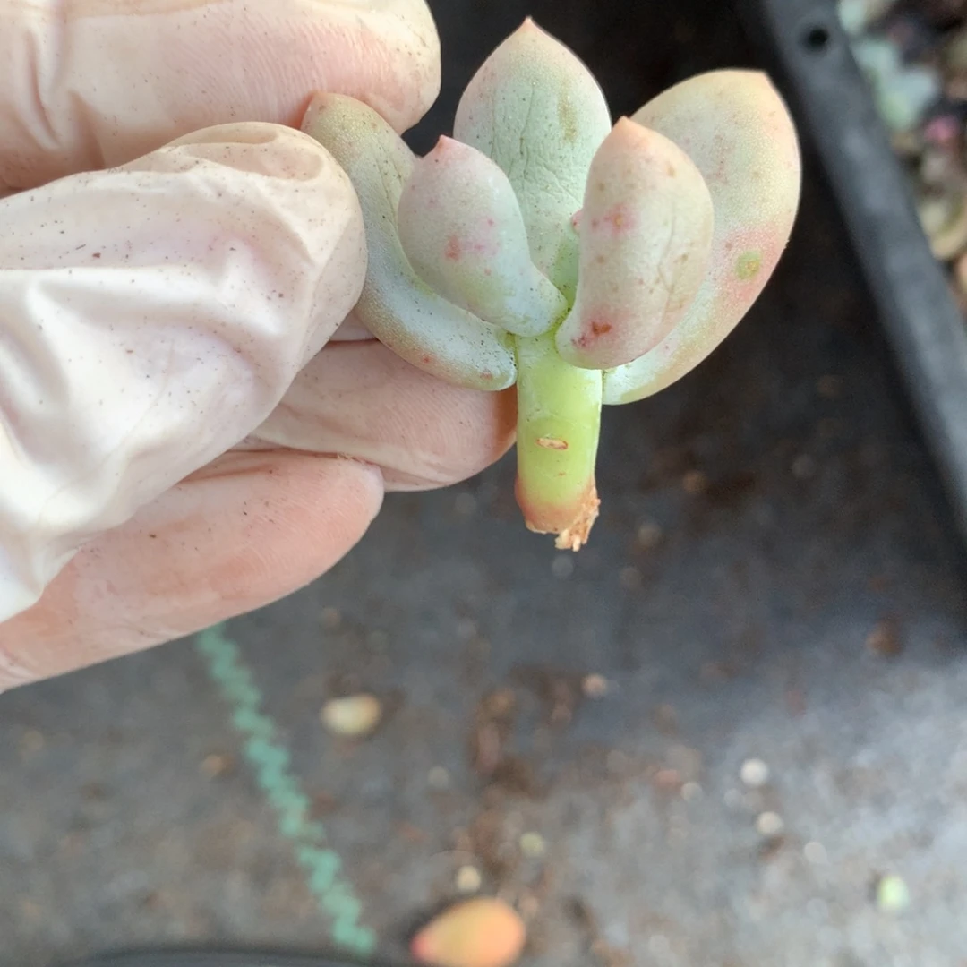 米可奶露养的侧芽的