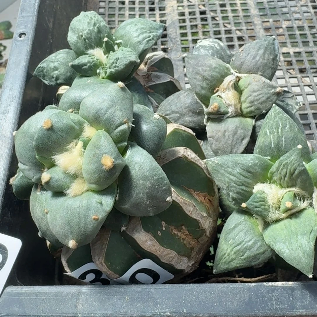 【闪购商品】无花朵牛*四颗牡丹435