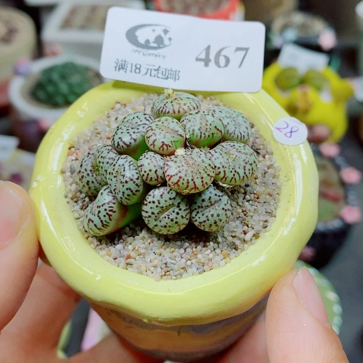 生石花花花花花花花467