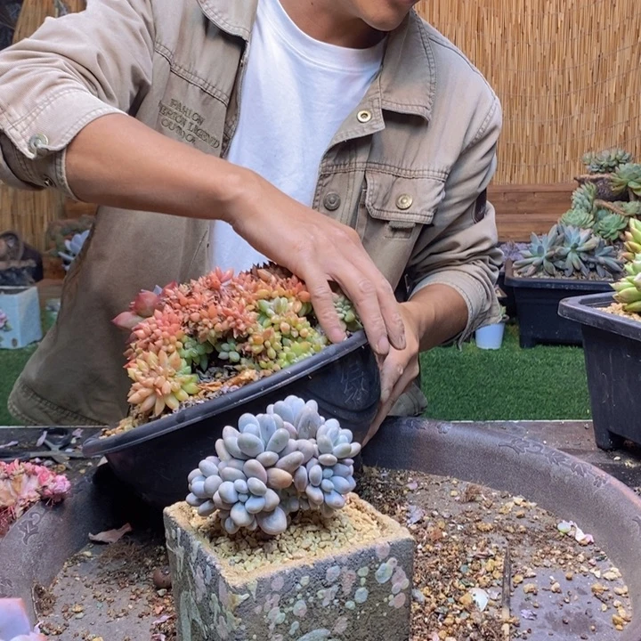 泡***、263号原始奶多肉植物