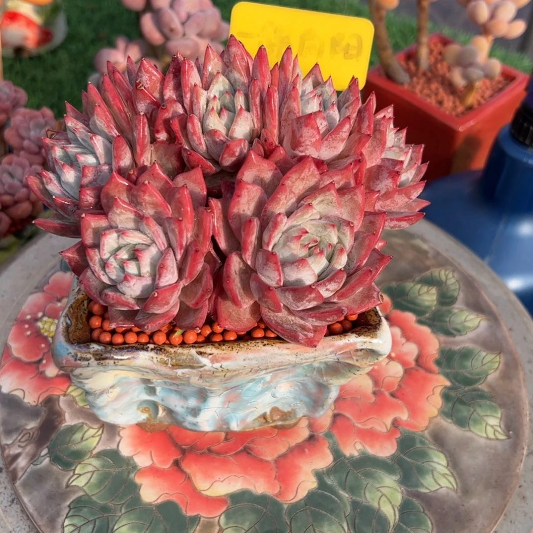 *****粉蓝鸟朵朵缀多肉