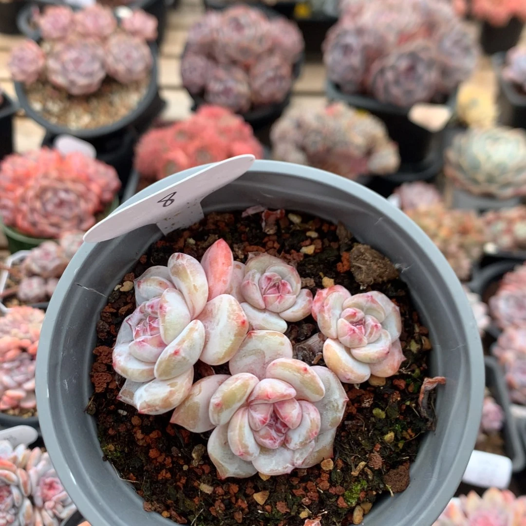 八头油脸有砍溏心石榴籽小脸 8